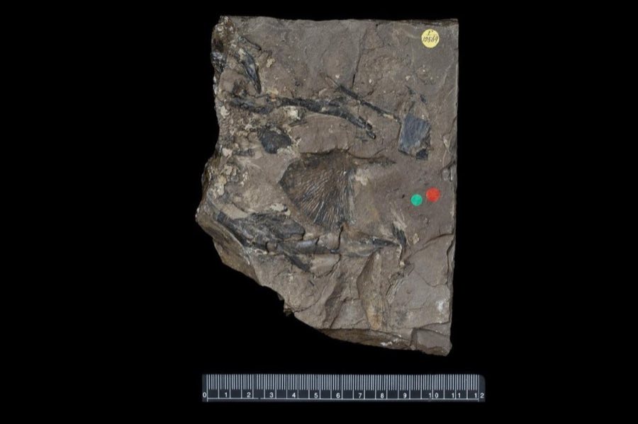 Mawsonia — Mawsonia minor Woodward, 1908, HOLOTYPE (NHMUK PV P 10569)