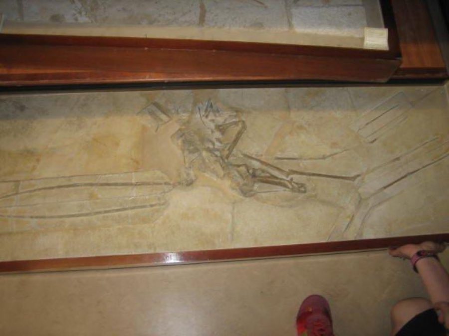 Rhamphorhynchus muensteri — Rhamphorhynchus muensteri Goldfuss, 1831, NON-TYPE (NHMUK PV OR 37002)