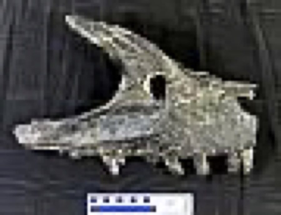 Allosaurus — Allosaurus fragilis Marsh, 1877