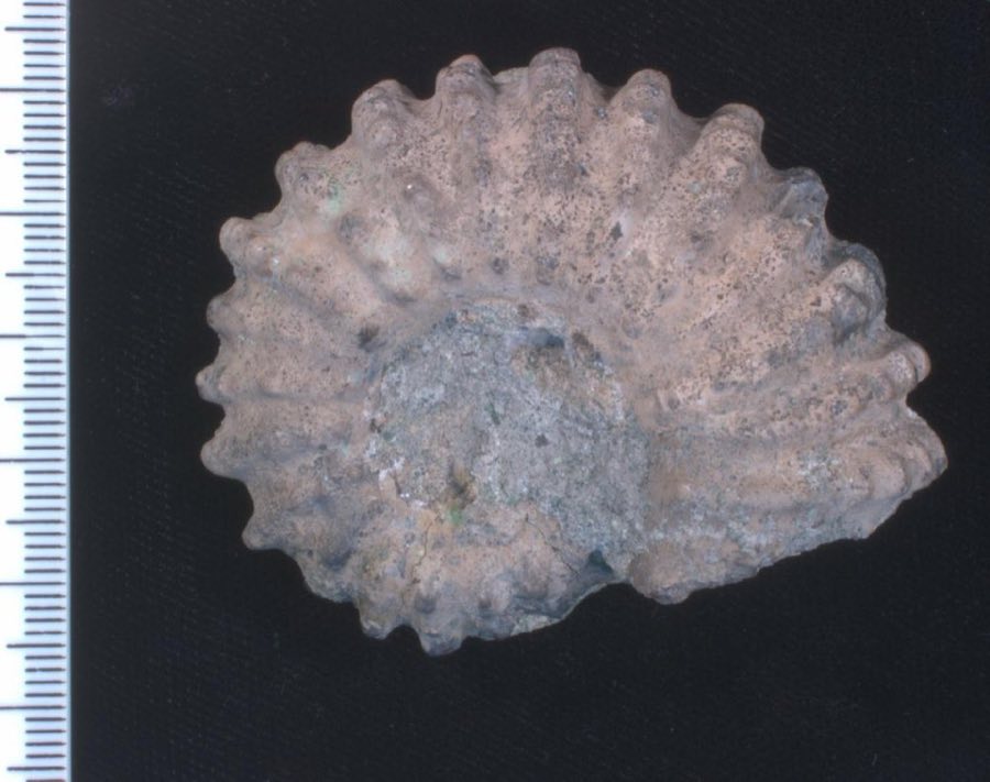Douvilleiceras — Douvilleiceras mammillatum (NHMUK PI C 72310)