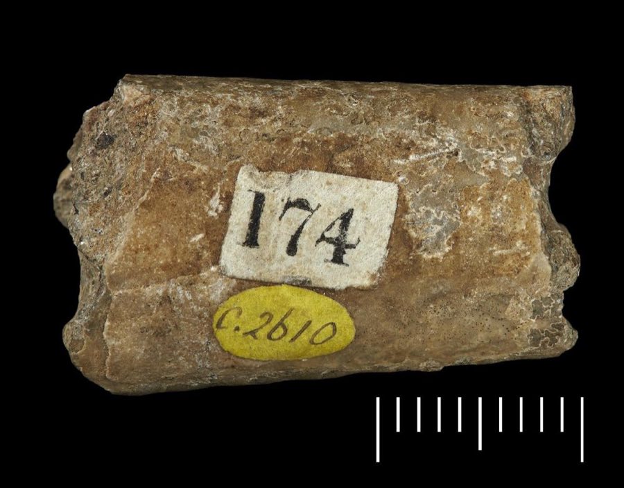 Baculites — Eubaculites vagina (Forbes, 1846) (NHMUK PI C 2610 d)