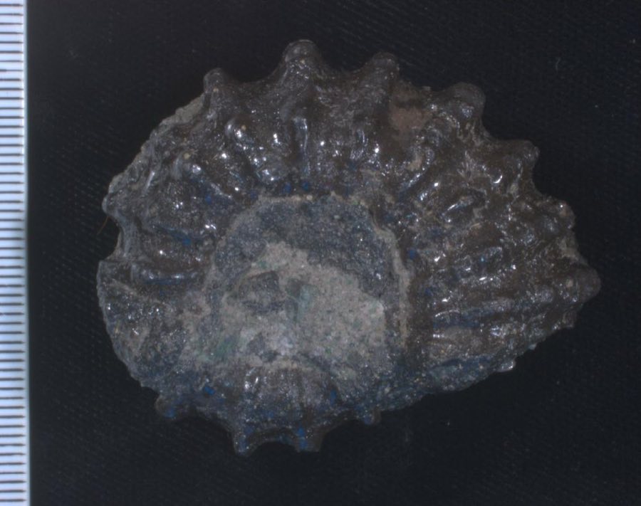 Douvilleiceras — Douvilleiceras mammillatum (NHMUK PI C 72313)